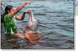 Delfin-Fütterung - ein bisschen wie in Sea World