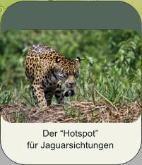 Der “Hotspot”  für Jaguarsichtungen