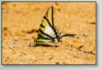 Kleiner durstiger Schmetterling auf dem feuchten Sand