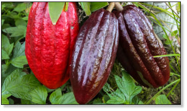 Kakao-Früchte