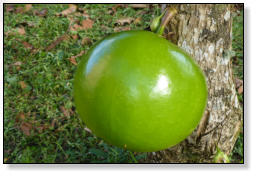 Frucht des Kalebassenbaums - Resonanzkörper, Trinkgefäß etc.