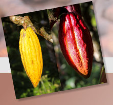 Kakaofrüchte unterschiedlichen Reifegrades